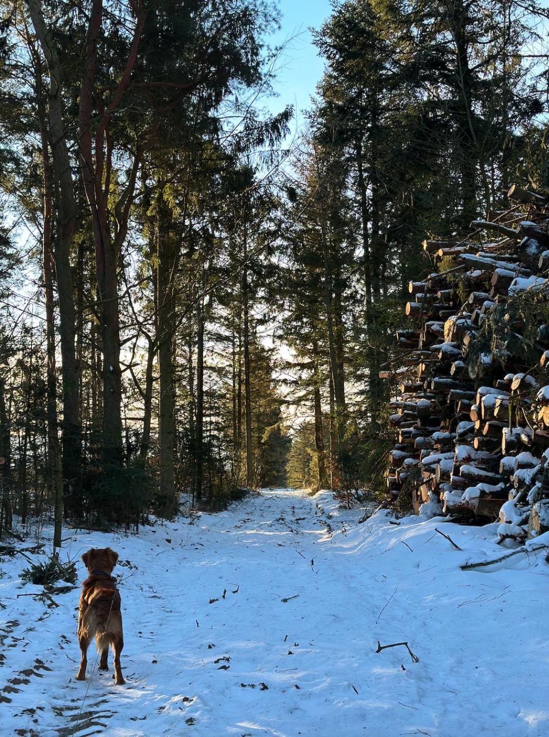 Charmerende Lejlighed Pa Landet Med Privat Skov Bjergby ภายนอก รูปภาพ