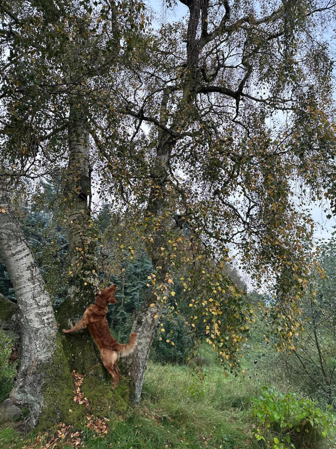 Charmerende Lejlighed Pa Landet Med Privat Skov Bjergby ภายนอก รูปภาพ